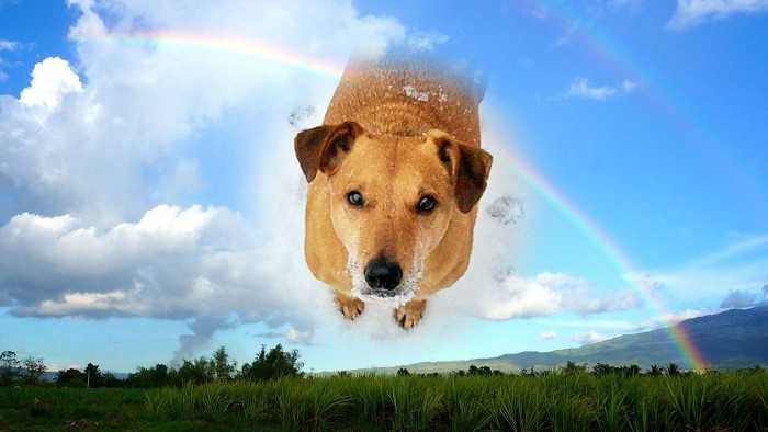 Frits rainbowbridge